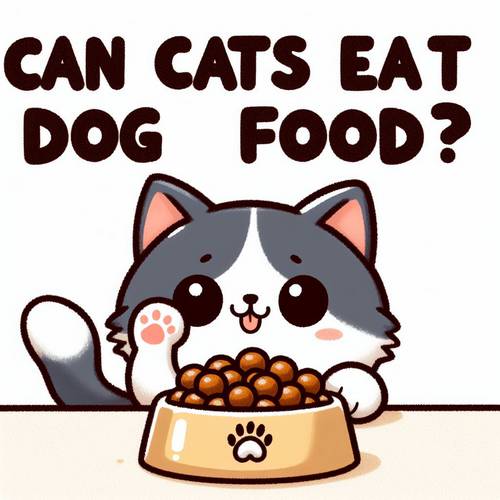 can cat eat dog food infographics