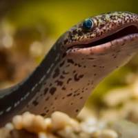 Marbled eel's