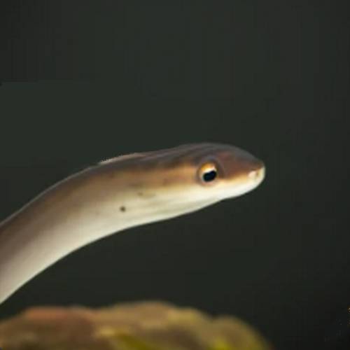 American Eel - Anguilla rostrata swimming in a freshwater stream