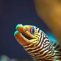 Dragon morey eel's