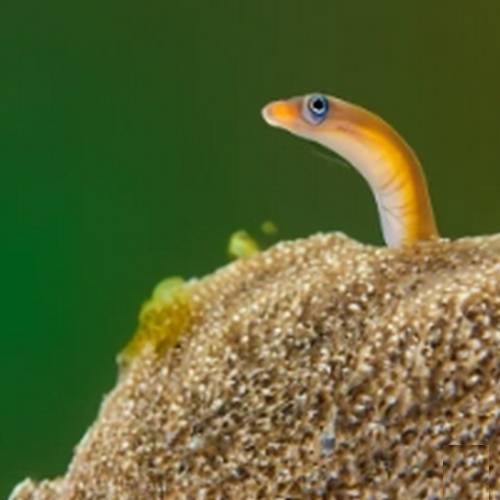 Garden Eel - Discover the Fascinating World